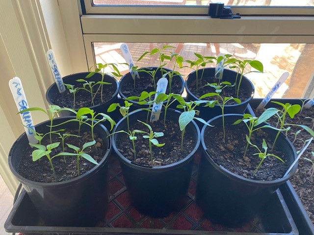 Chilli Seedlings in the Lounge Room Window